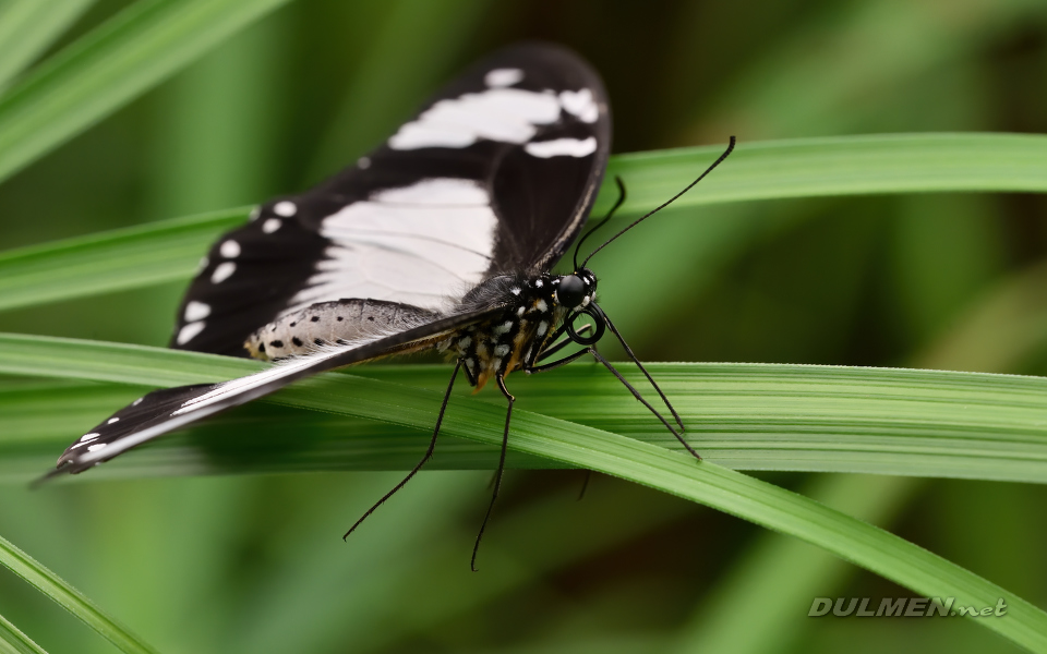 01 Saharan swallowtail (female, Papilo dardanus)